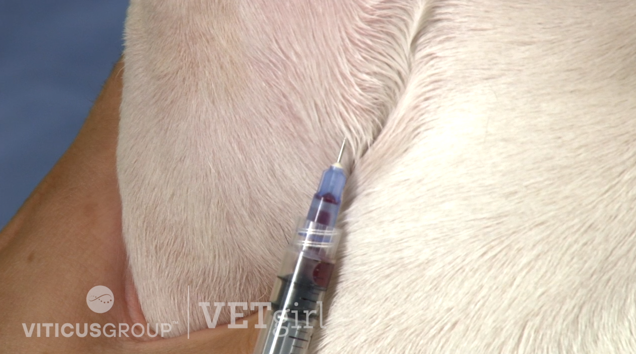 How to Perform Venipuncture in a Dog by David Liss