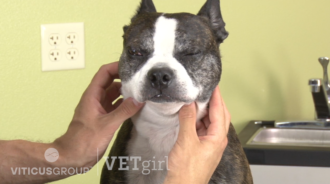 How to perform a physical exam and assessment in the dog and cat by David Liss
