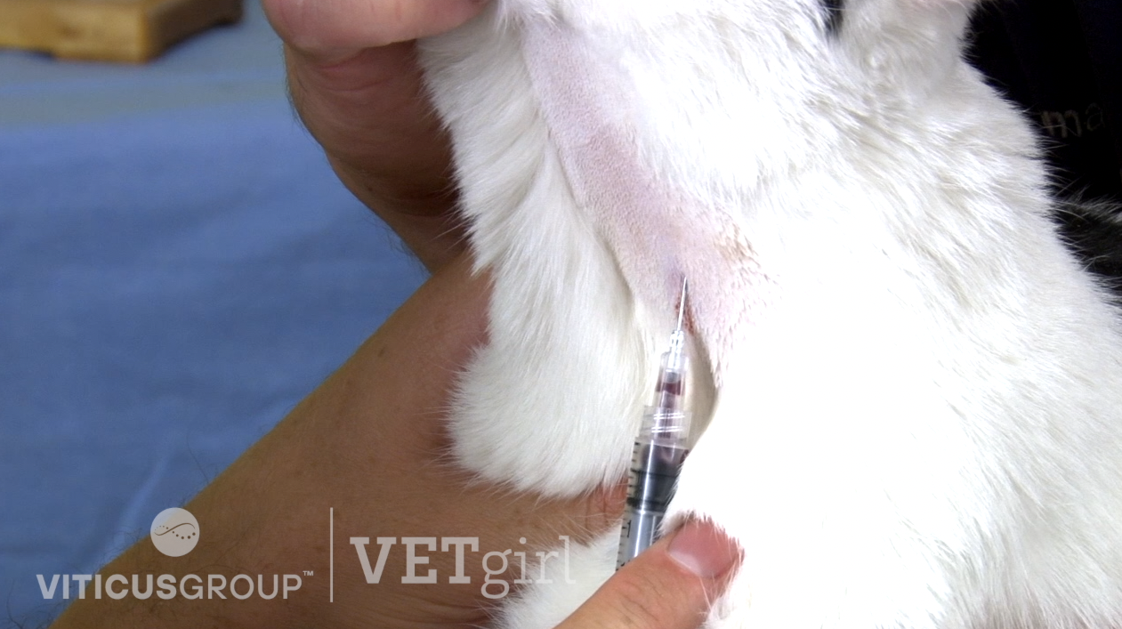 How to Perform Venipuncture in a Cat by David Liss