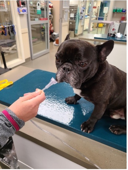 Frenchie oxygen therapy Melanie Newton VETgirl blog
