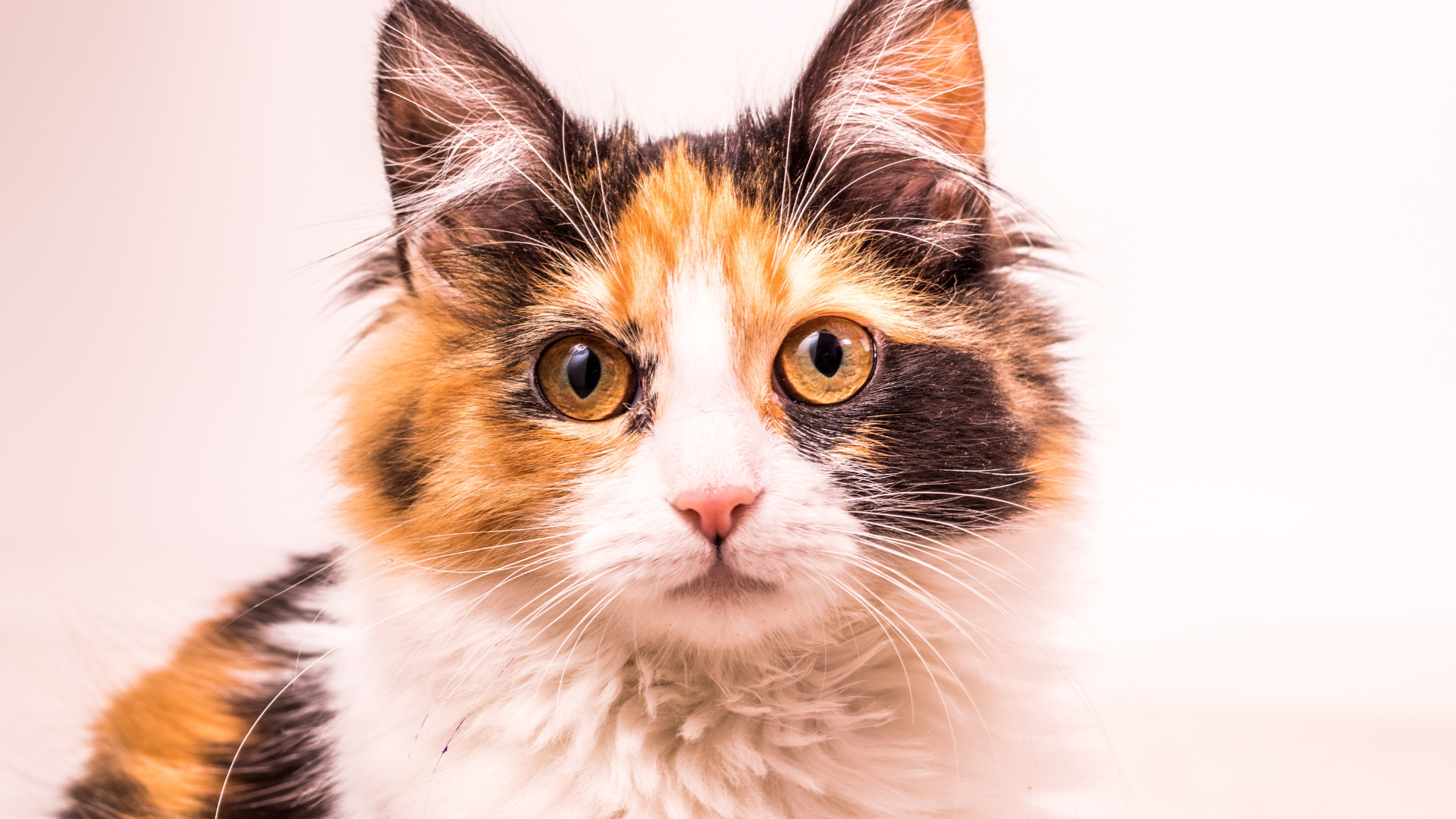 July 16, 2025: It’s Not Just Ringworm! Common Fungal Dermatologic Diseases in Dogs and Cats