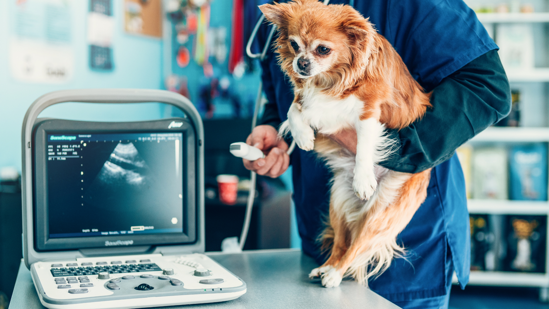 October 16, 2025: All Things Ultrasound: AFAST-TFAST-Vet BLUE in Trauma/ER