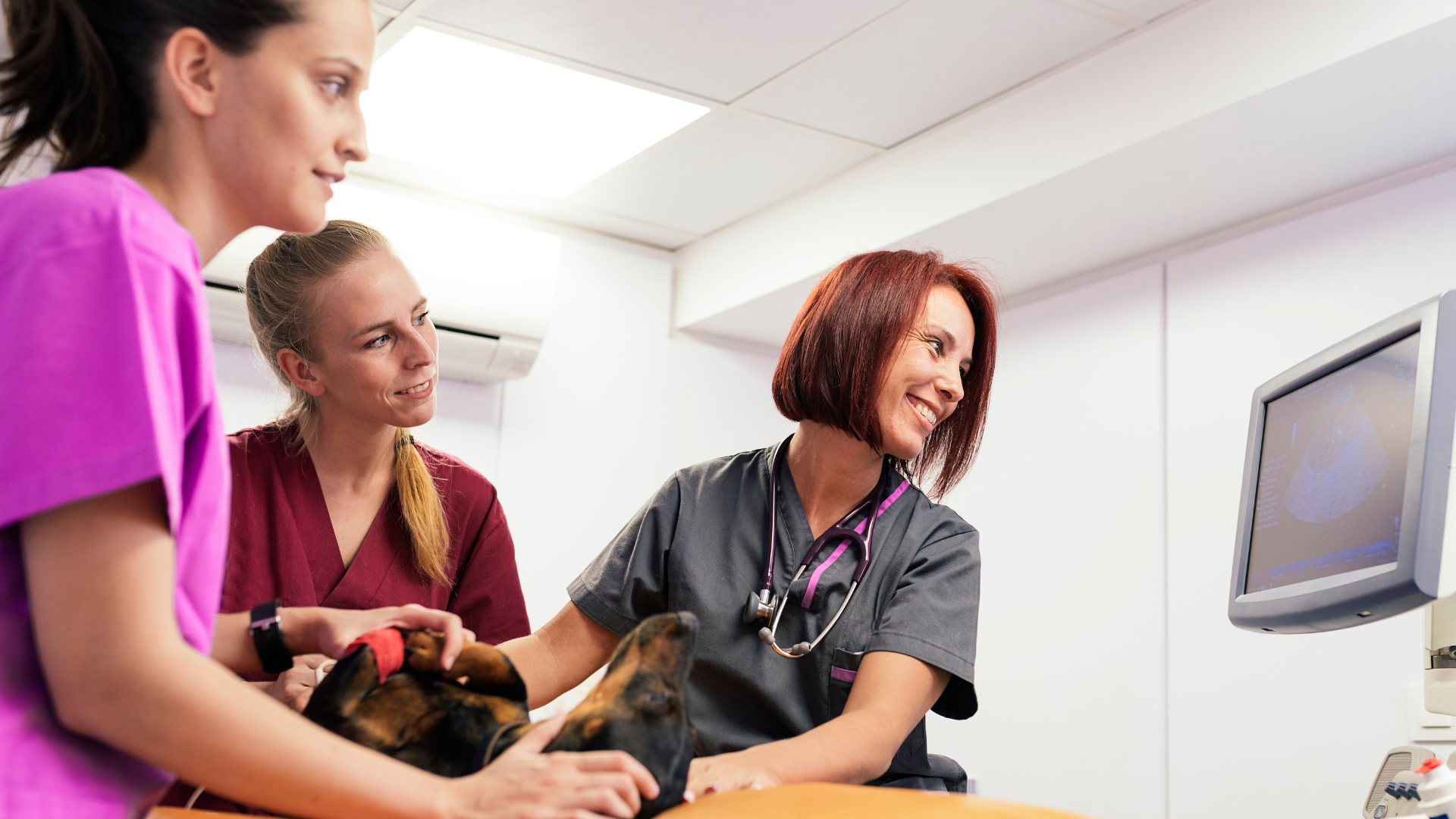 November 6, 2025: Ultrasound of the GI Tract in Dogs and Cats