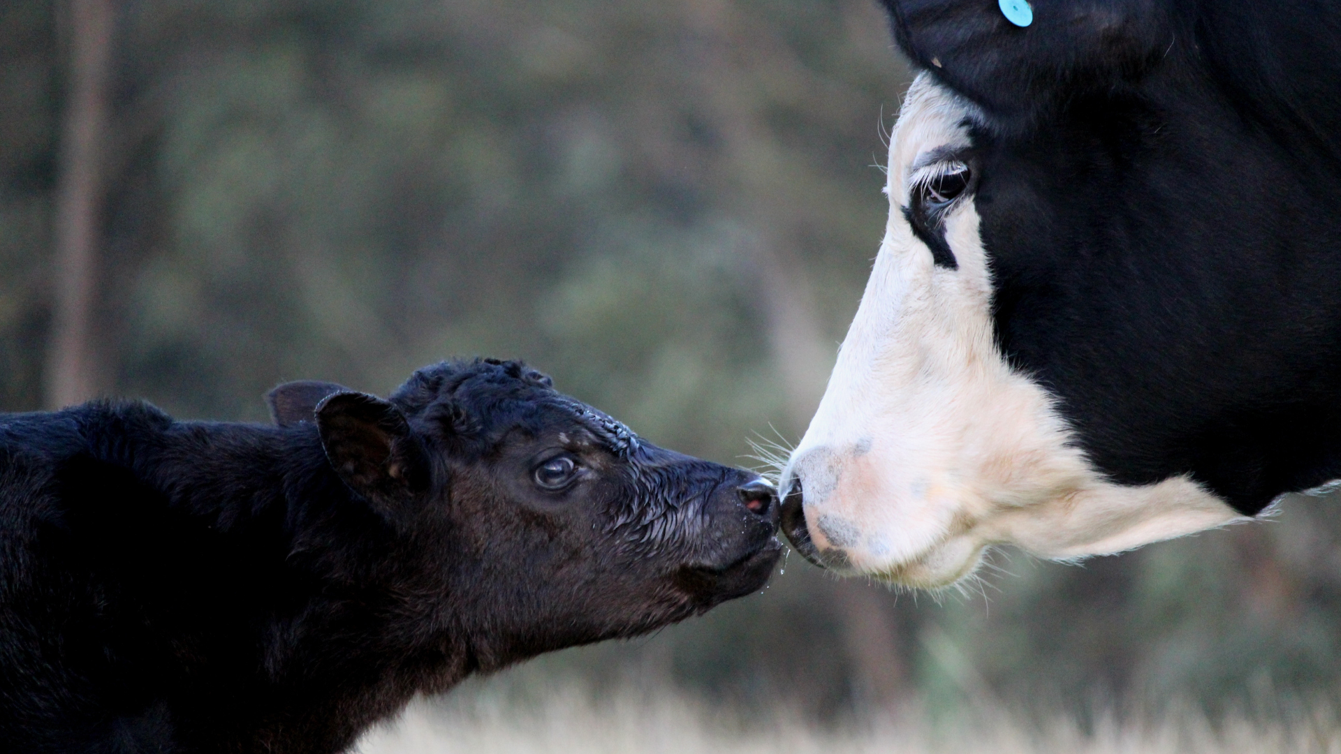 June 10, 2025: Beef Processing: Vaccines, Implants, and Dewormers to Keep at the Chute