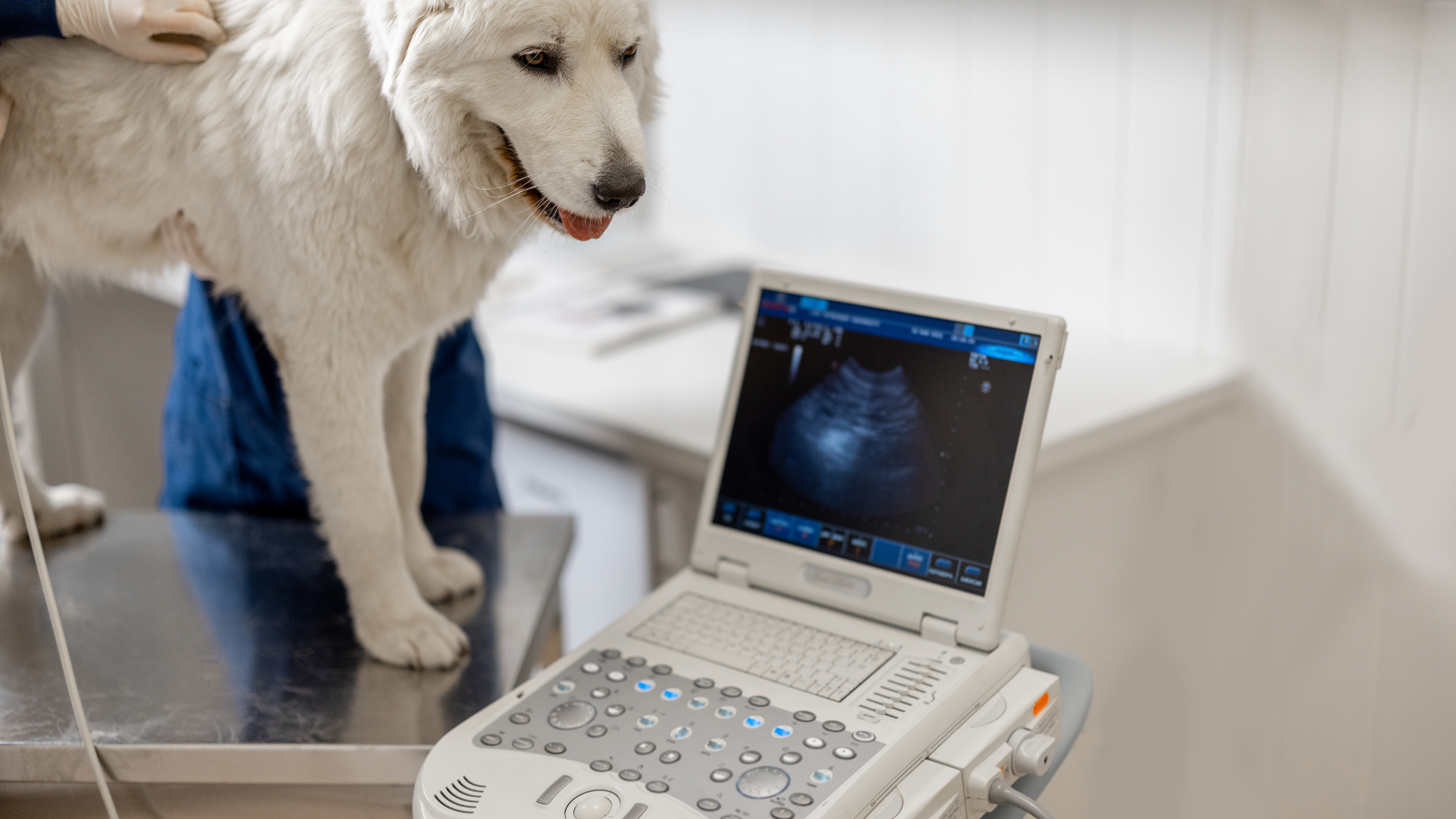 July 9, 2025: Ultrasound Knobology: Ready, Set, Scan!