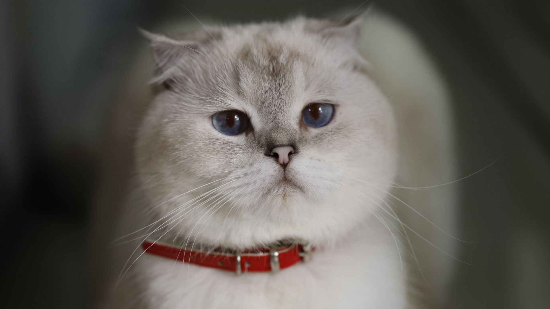 August 24, 2025: Feline Diabetes and the SGLT2-Inhibitor, Velagliflozin: Monitoring & Troubleshooting