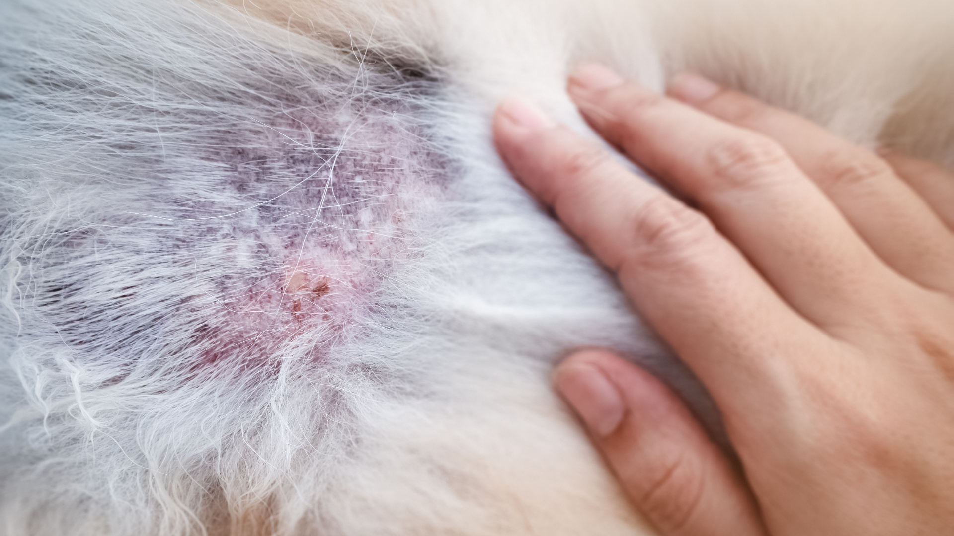 February 24, 2027: Skin Barrier Dysfunction in Canine Atopic Dermatitis – From Pathogenesis to Therapeutic Strategies