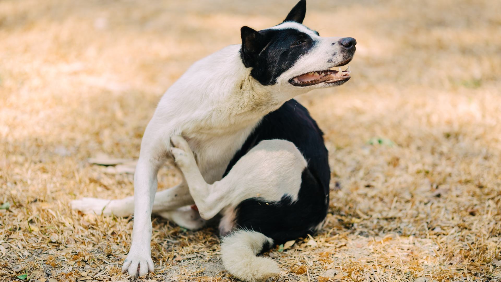 June 7, 2026: Cutaneous Autoimmune Disease: A Deeper Dive in Pemphigus