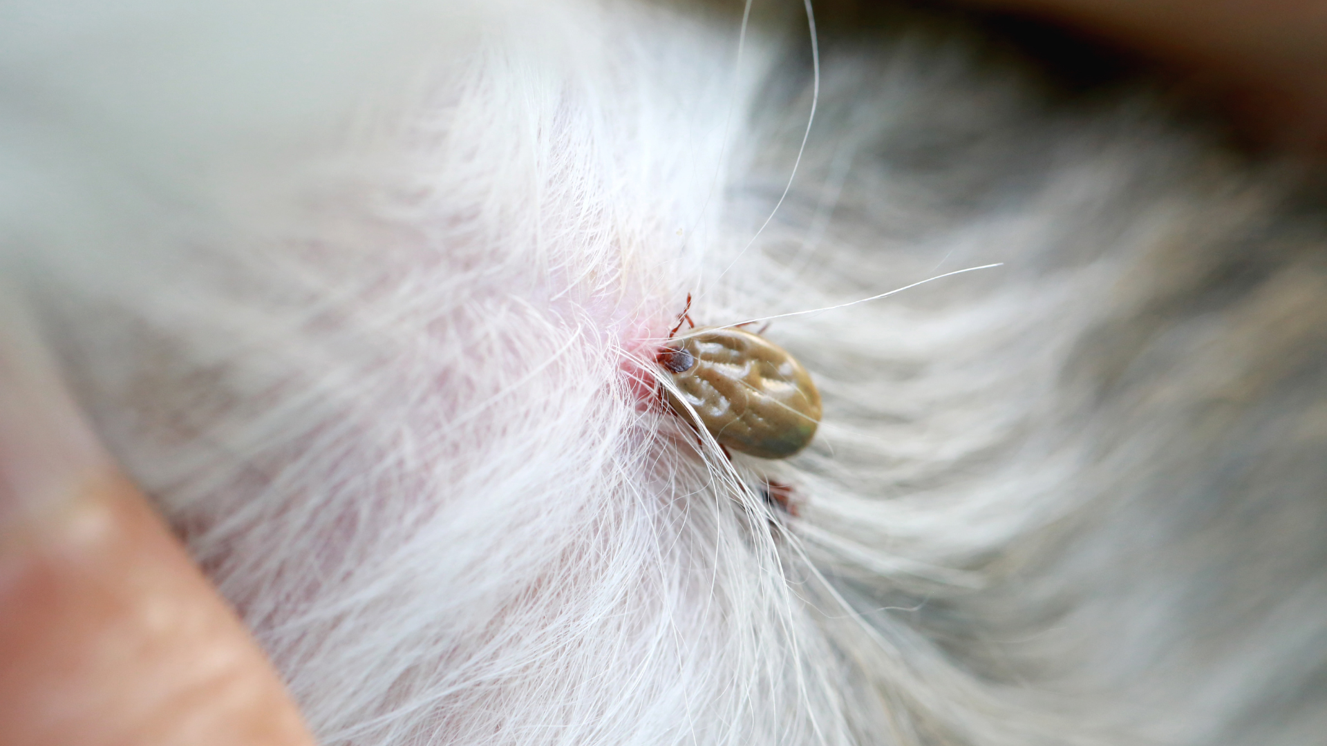 May 13, 2026: Common Ectoparasites of Dogs and Cats: How and Why NOT to Miss Them