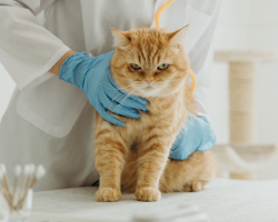 December 13, 2026: From Murmur to Management: Interpreting ECGs and Cardiac Disease in Dogs and Cats