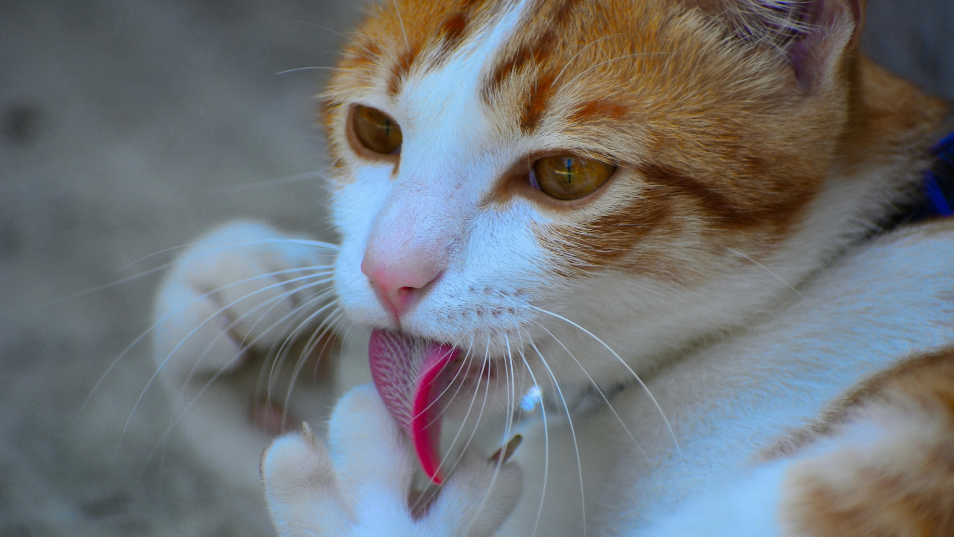 November 24, 2026: The Catastrophe: How to Diagnose and Manage Unusual Feline Derm Cases