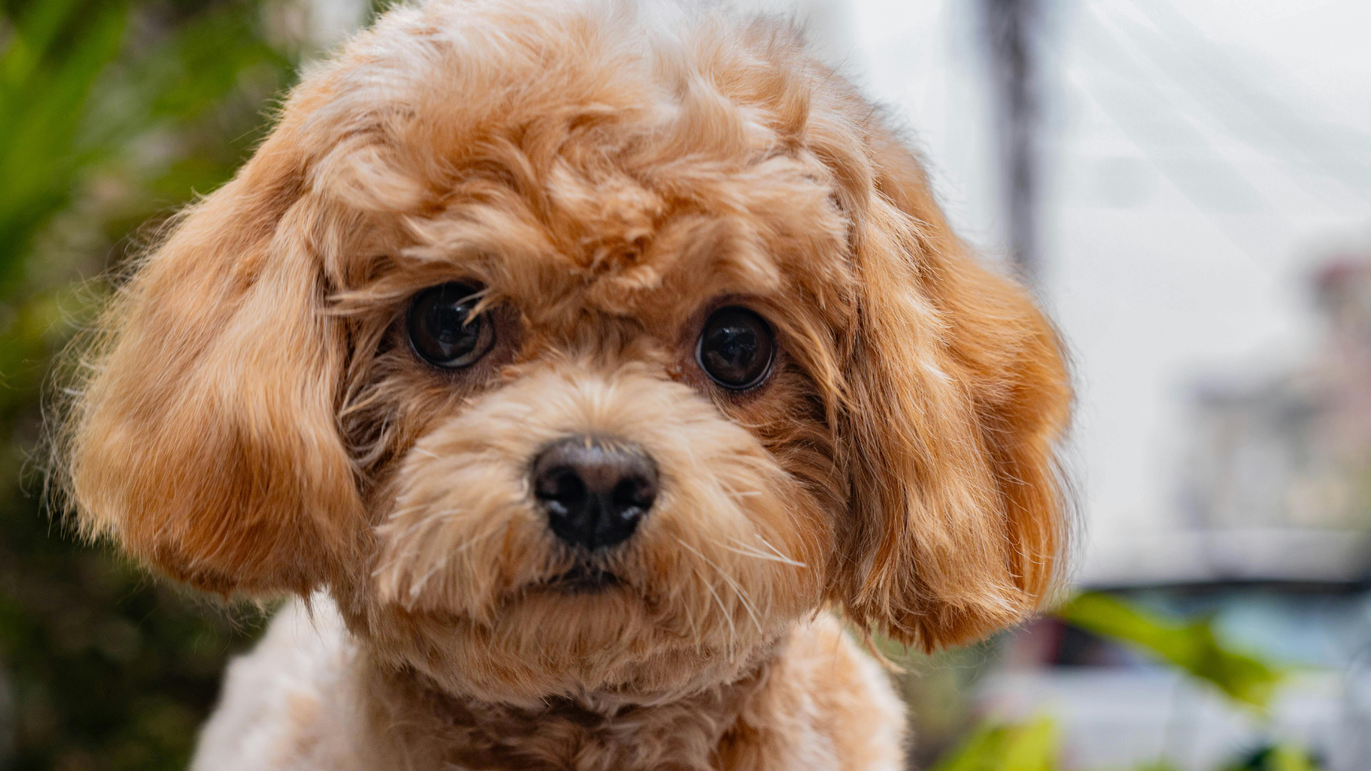 May 18, 2026: Pancreatitis Unpacked: Diagnosis and Treatment Strategies for Dogs and Cats