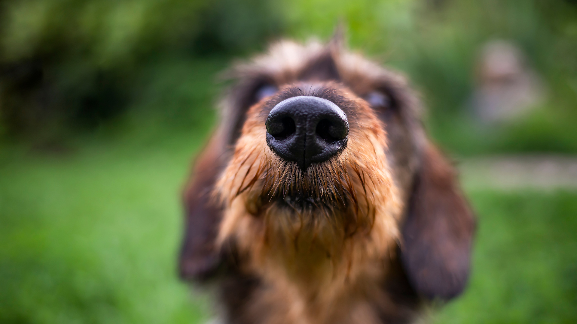 May 20, 2026: The Top 5 Respiratory Diagnostics of the Veterinary Patient