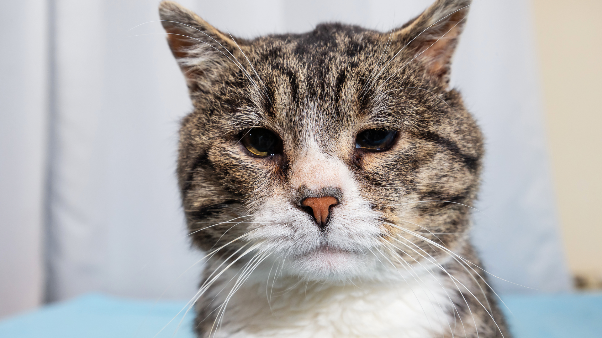 September 22, 2026: Feline Hyperthyroidism – Current Thoughts on Better Management
