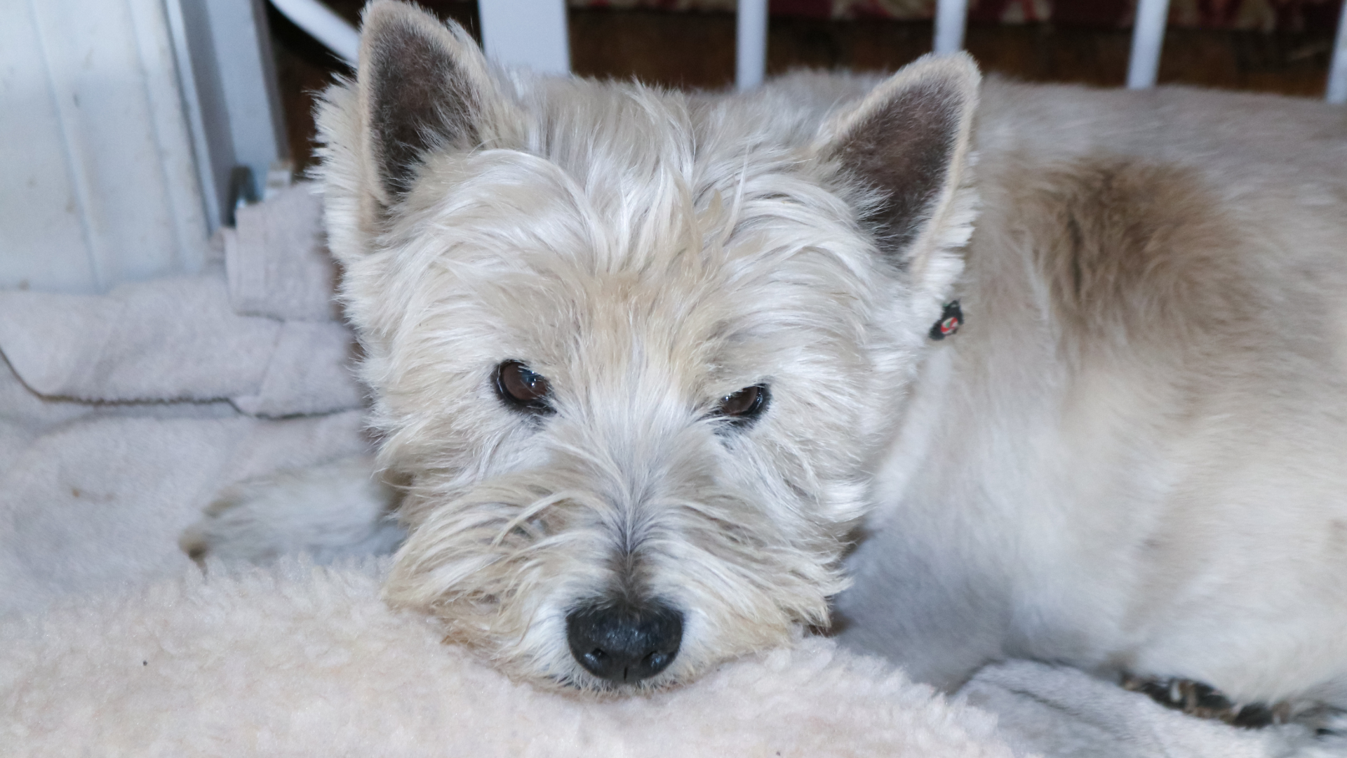 July 16, 2026: The Management of Canine Atopic Disease with Flare-ups