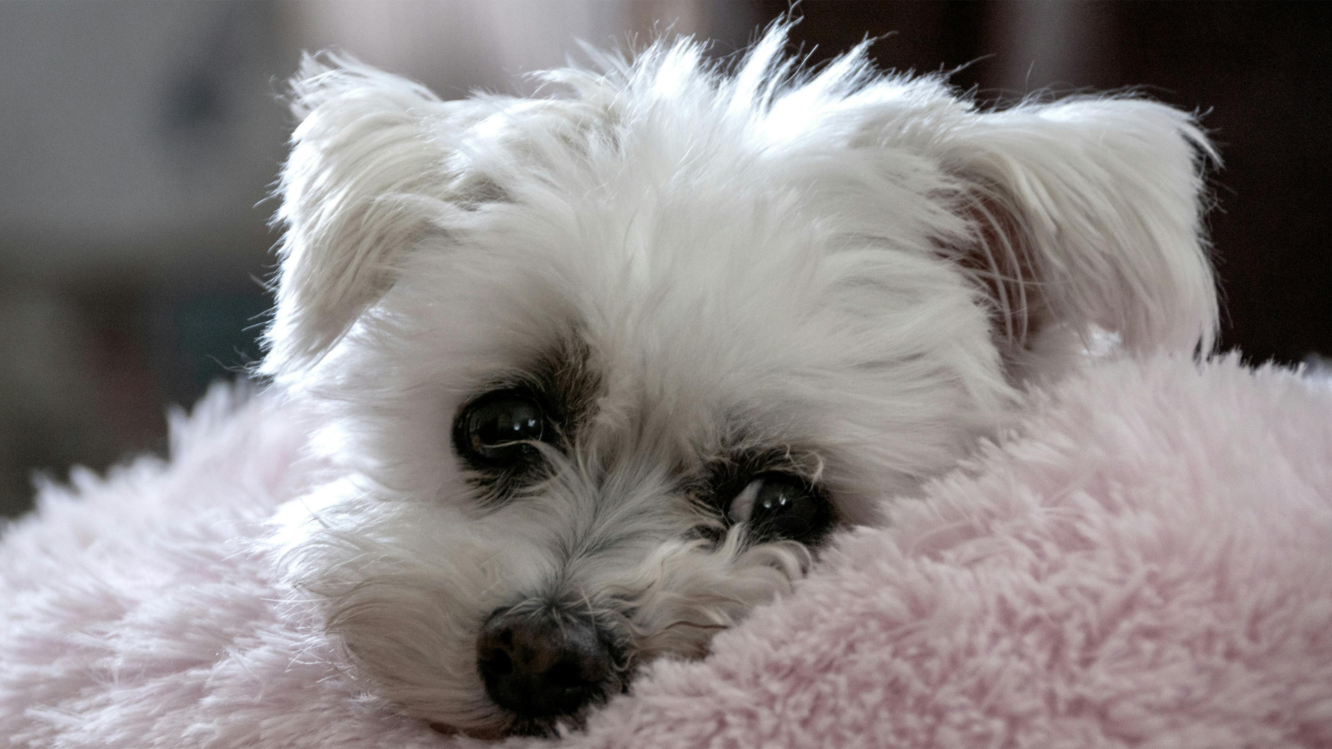 November 18, 2026: Practical Management of Canine Cushing’s Disease: An Internist’s Perspective
