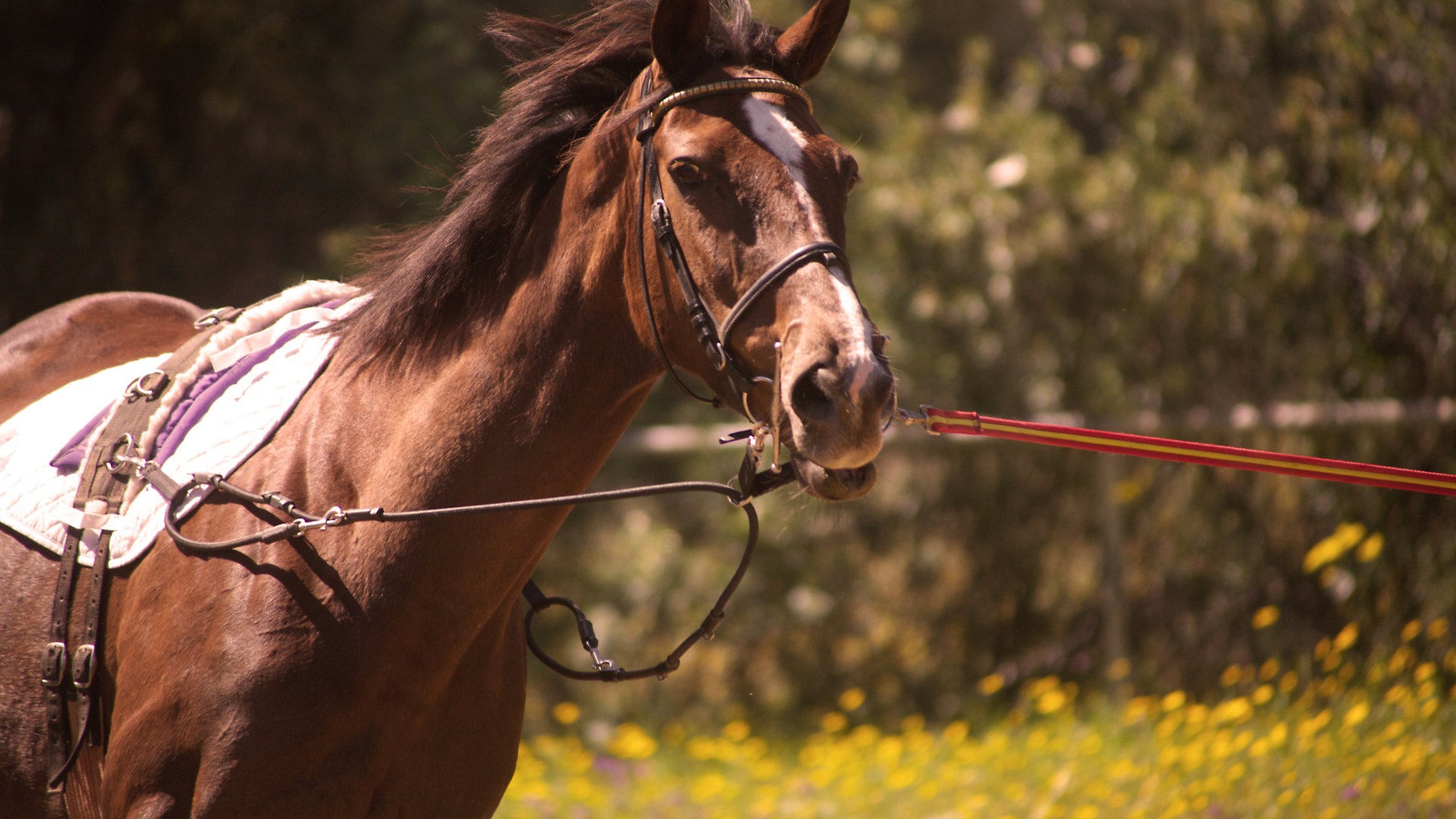 May 14, 2026: Clinical Approach to the Ataxic Horse
