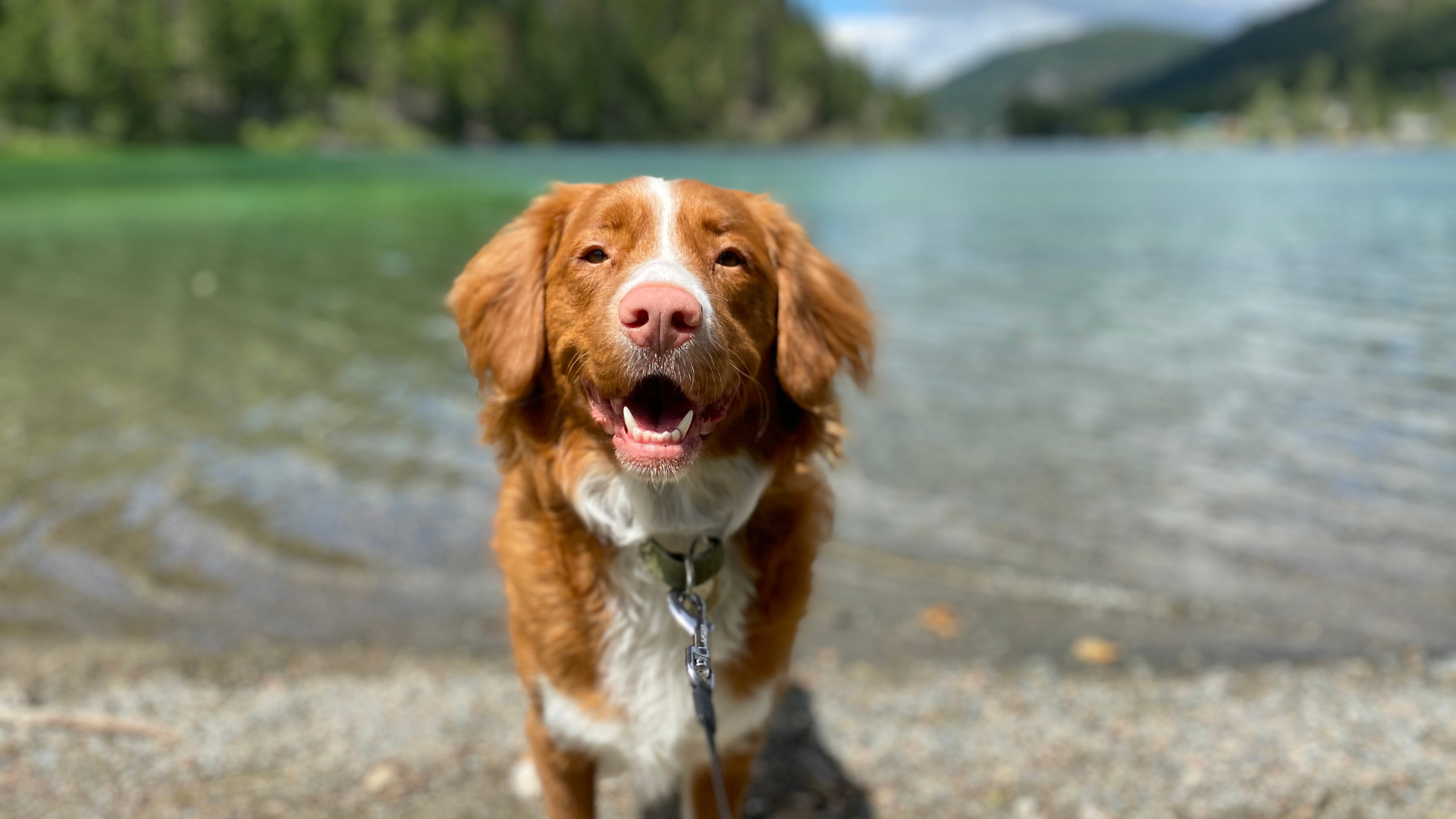 July 23, 2026: Beyond the ACVIM Consensus Statement: Updates on Diagnosis, Treatment, and Prevention of Leptospirosis in Dogs